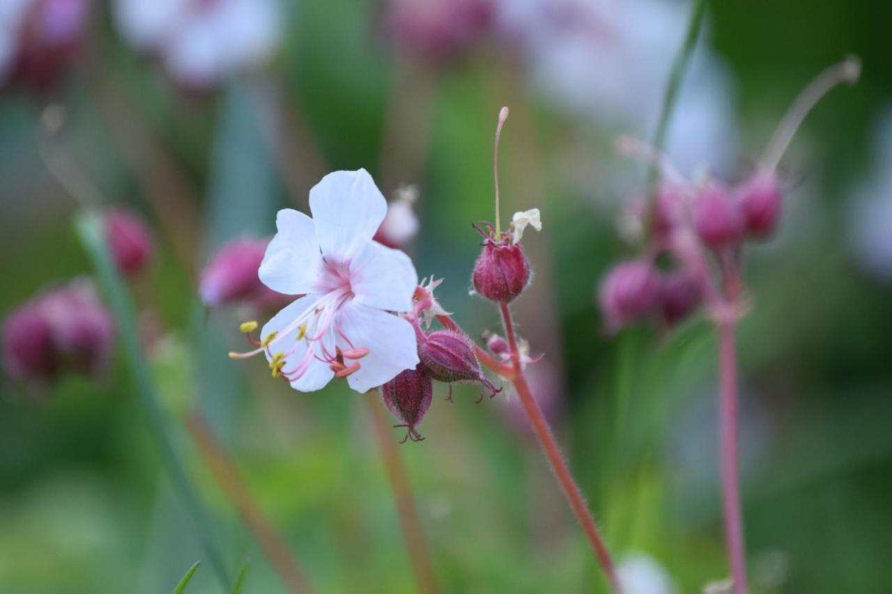 Willows Bed & Breakfast พิทลอครี ภายนอก รูปภาพ